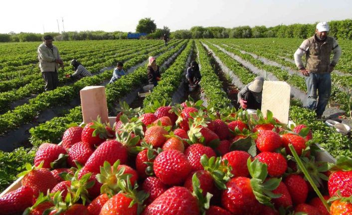 Coğrafi işaret tescilli Silifke Çileği, 15’ten fazla ülkeye ihraç ediliyor