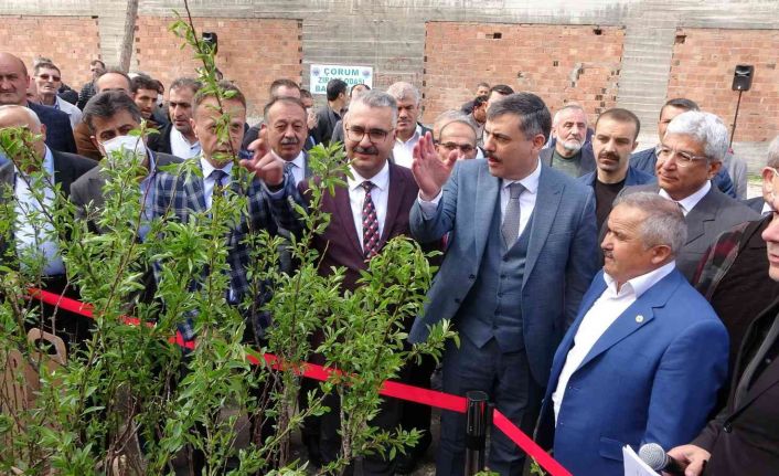 Çorum’da çiftçilere ücretsiz sahlep ve badem fidanı dağıtıldı
