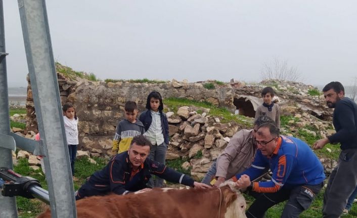 Demir direk arasında sıkışan ineği AFAD ekipleri kurtardı