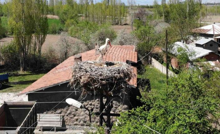 Elektrik direğinin tepesindeki yuva, leylek ailesine yaklaşık 20 yıldır ev sahipliği yapıyor