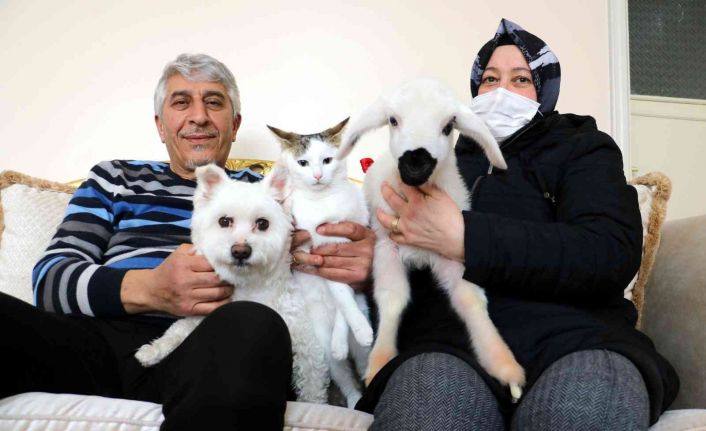Evcil hayvanları arasına birde kuzuyu eklediler, torun özlemini onlarla gideriyorlar