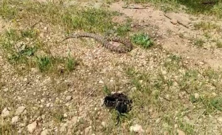 Evin bahçesine giren yılan korku dolu anlar yaşattı