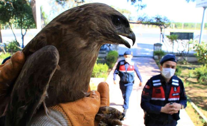Jandarmadan yaralı şahine şefkat eli