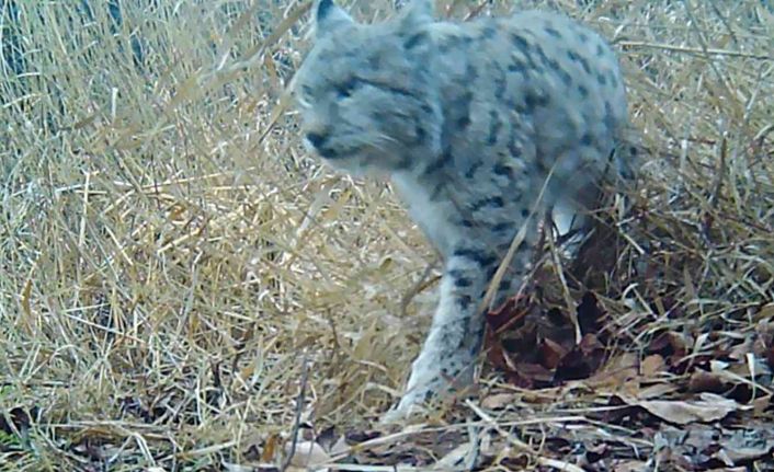 Kırmızı listedeki vaşak Erzincan’da görüntülendi
