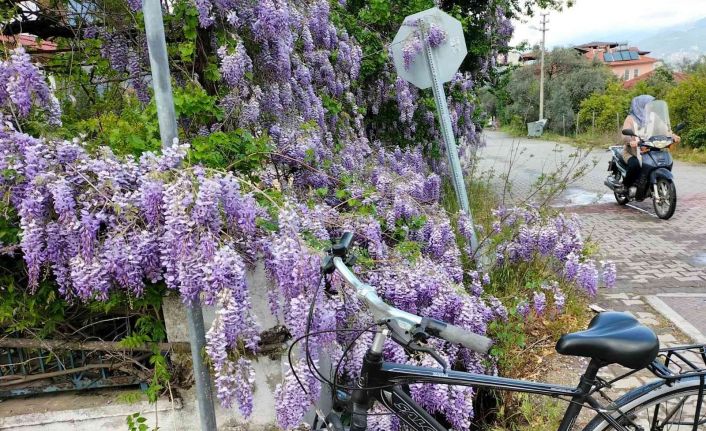Köyceğiz bahar renklerine büründü