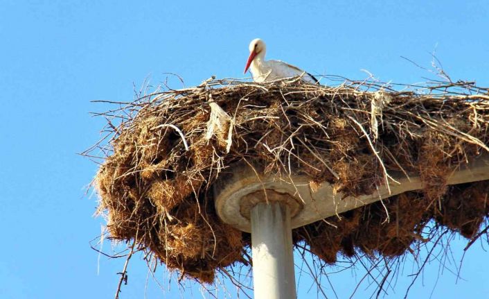 Leylekler yuvalarına yerleşiyor