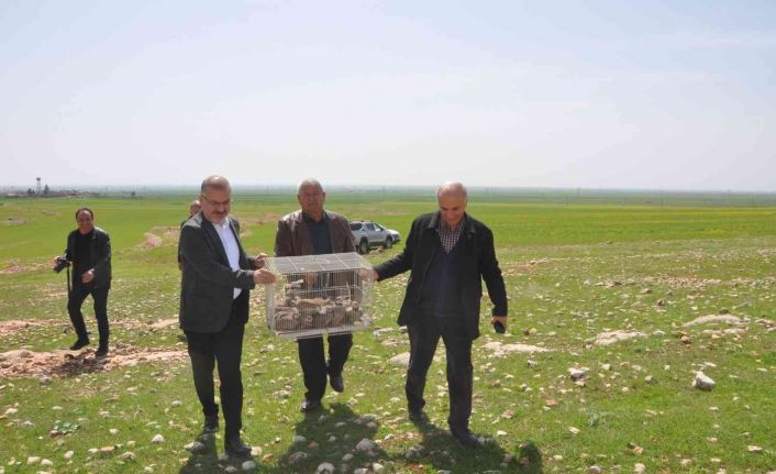 Mardinli iş adamı süne ile mücadele için 300 kınalı kekliği doğaya saldı