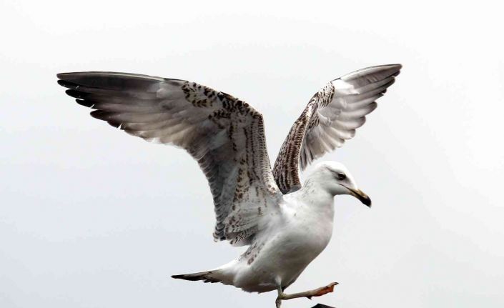 Martıdan kartal pozu