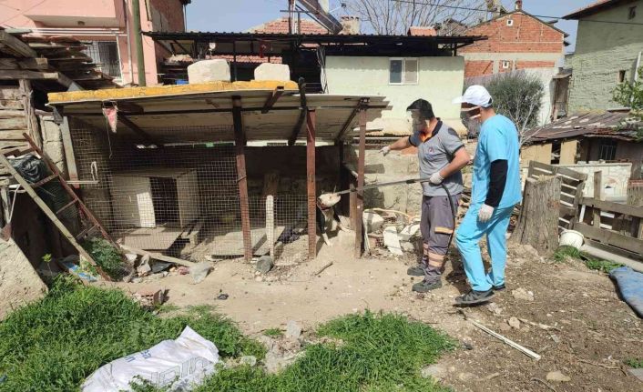Metruk binada pitbull besleyen kişiye 14 bin 982 TL idari para cezası