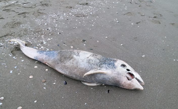 Ölü yunus karaya vurdu