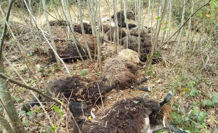 Önce bir koyun sonra sürünün tamamı atladı, 45 kuzu ve koyun telef oldu