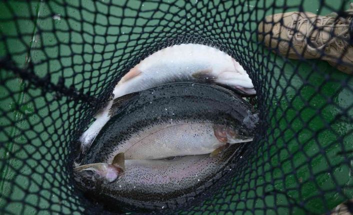 Ordu’da üretilen kültür balıkları Rusya ve Japonya’ya ihraç ediliyor