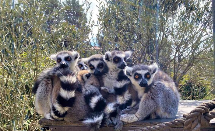 Ortalarına aldıkları yavruları korumak için durdukları şekil şaşkına çeviriyor