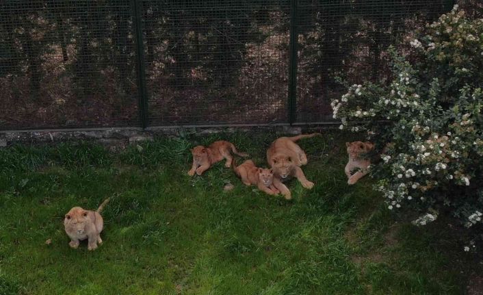 (Özel) Bursa’nın kral ailesi büyüyor...7 yavru aslan görücüye çıktı