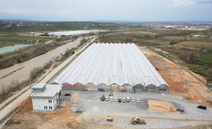 Seracılık Mükemmeliyet Merkezi’nde 65 bin kök domates fidesi dikildi