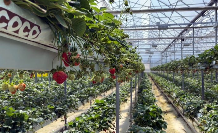 Sinop’tan dünyaya çilek ihracatı