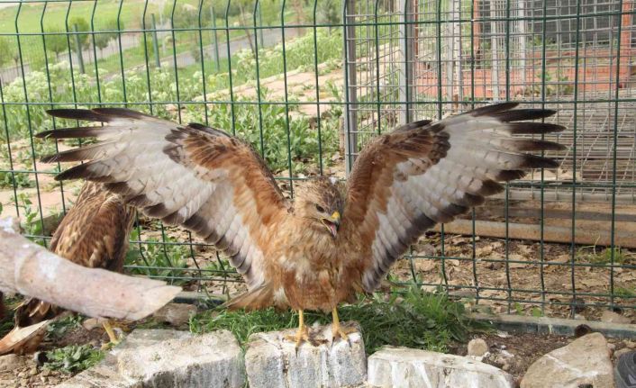 Şırnak’ta yeşilbaşlı ördek ve balaban kuşu tedavilerinin ardından doğaya bırakıldı