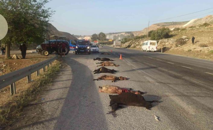 Tarım işçilerini taşıyan minibüs sürüye çarptı: 15 küçükbaş hayvan telef oldu