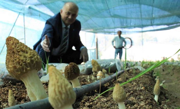 Tazesinin kilosu 400, kurusu 3 bin TL... Türkiye’de ilk defa üretimi yapıldı