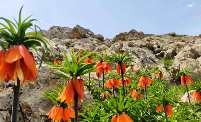 ‘Ters Lale’yi koklamak ve fotoğraf çekmek için vatandaşlar dağa tırmanıyor