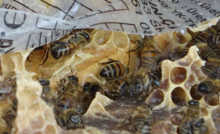 Toz taşınımı ve mevsim bozukluğu çiçekleri yaktı, arılar telef oldu