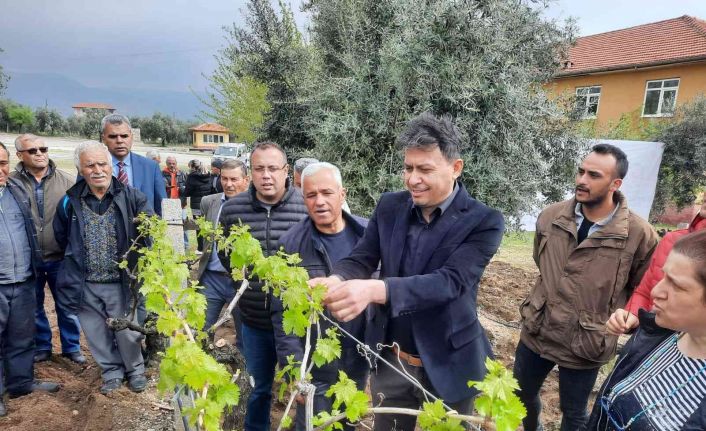 Üzüm üreticilerine büyük destek