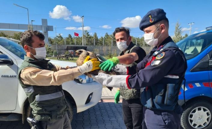 Yaralı bulunan şahine jandarma sahip çıktı