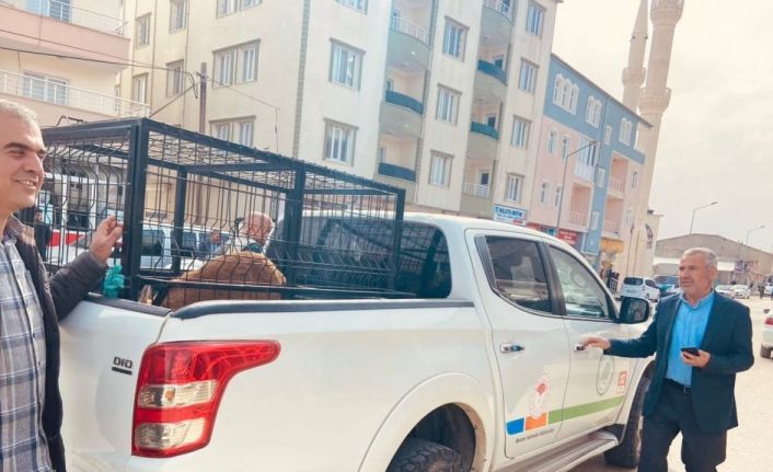 Yaralı keçiyi 2 kilometre taşıdı