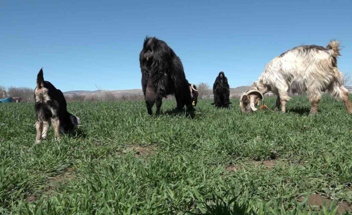 Yeni doğan keçiyi görenler gözlerine inanamadı: Hem tüysüz hem tek gözlü