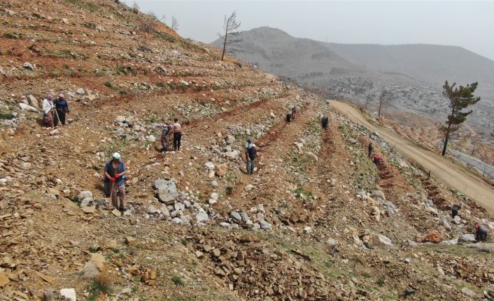 Yeşilovacık’ta yanan alanlar milyonlarca tohum ve binlerce fidanla yeniden yeşeriyor