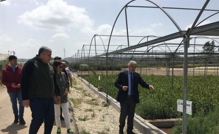 Yılmaz: "8 milyon fidan üreteceğiz"