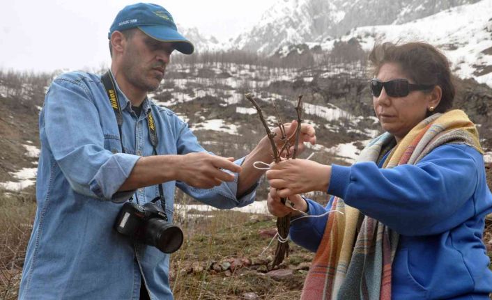 Yüksekova’da yetişen zerik ve siyah üzümün aşı kalemleri Tekirdağ’daki üzüm koleksiyon bağında muhafaza edilecek