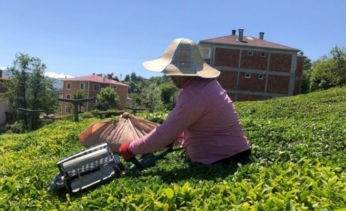 10 günde 50 bin ton yaş çay alan ÇAYKUR’dan üreticiye kalite uyarısı