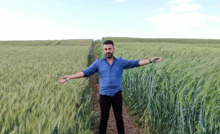7 bin yıllık buğday Diyarbakır’da boy gösterdi, çiftçiler ’Buğday sorunu kalmayacak’ dedi