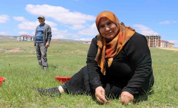 Adına bir çok türkü yazılan yabani ot, onlarca yemeğe de lezzet katıyor