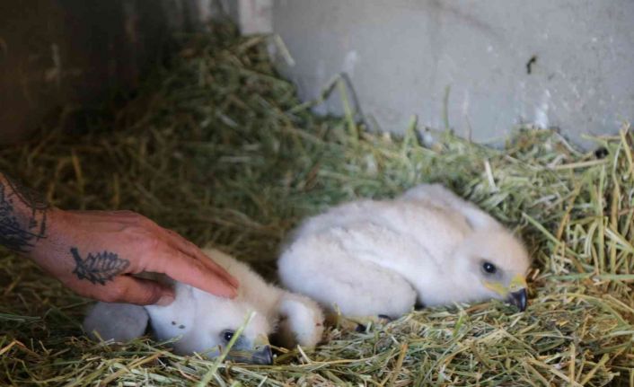 Annesinin terk ettiği yavru kartallar koruma altına alındı