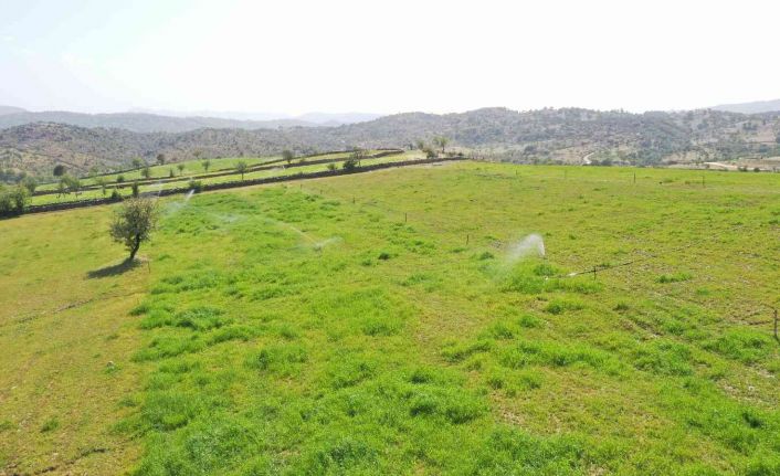 Aydın Büyükşehir Belediyesi, kurak toprakları hayata döndürdü