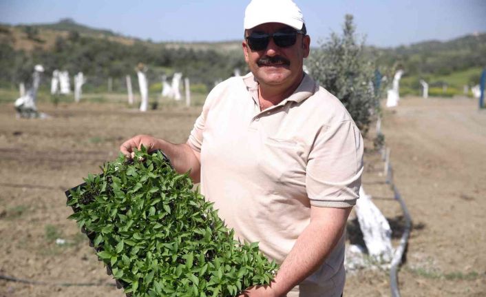 Aydın’da "Ata Tohumları Projesi" büyümeye devam ediyor