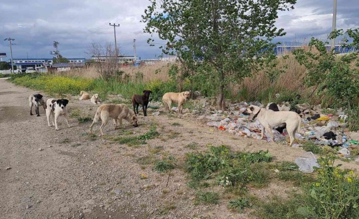 Aydın’da başıboş köpekler hem yayaların hem de sürücülerin korkulu rüyası haline geldi
