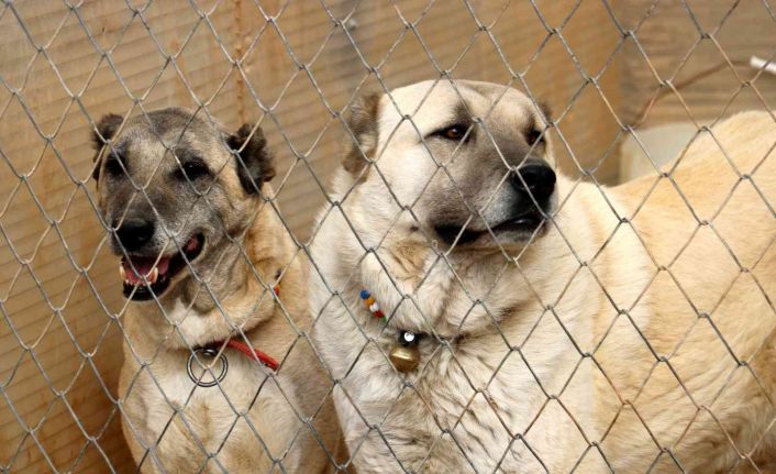 Bu özellik başka hiçbir köpek ırkında yok, sadece Kangallarda bulunuyor