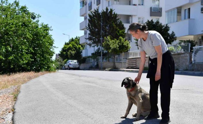 Dere yatağında mahsur kalan köpekleri Konyaaltı Belediyesi kurtardı