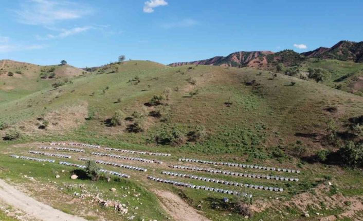Devlet destek verdi, 2 bin 500 kovanla bal üretiyor