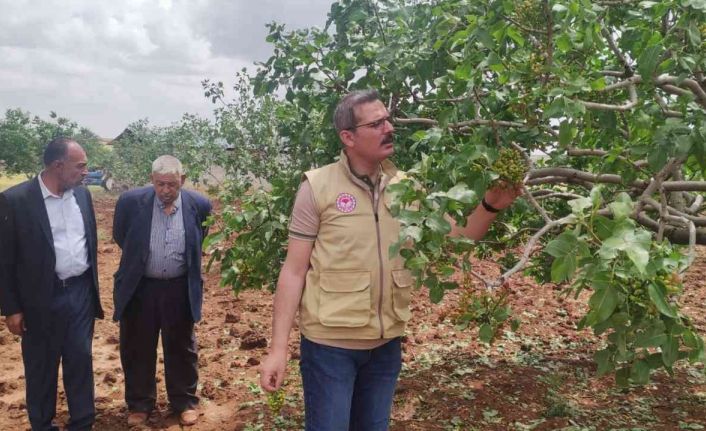 Dolunun vurduğu tarım arazilerinde hasar tespiti başladı