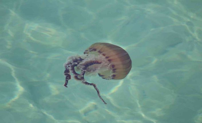 Dünyanın en zehirli türlerinden biri bu seferde Tekirdağ kıyılarında görüldü