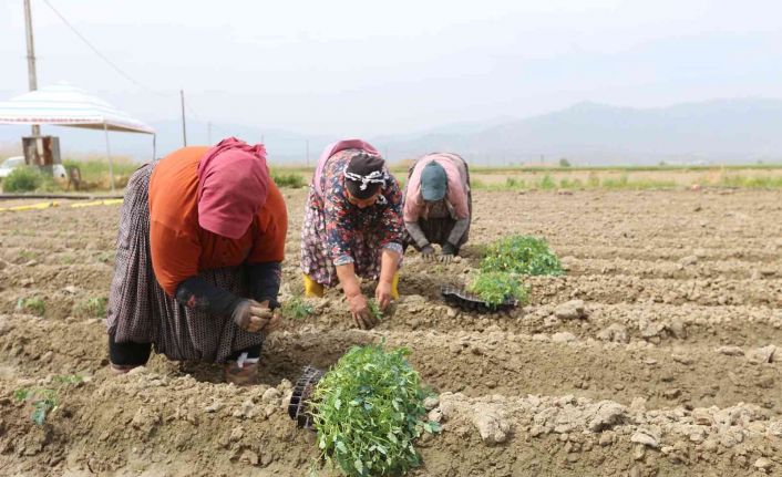 Efeler Belediyesi’nin tarım ürünlerini çeşitleniyor