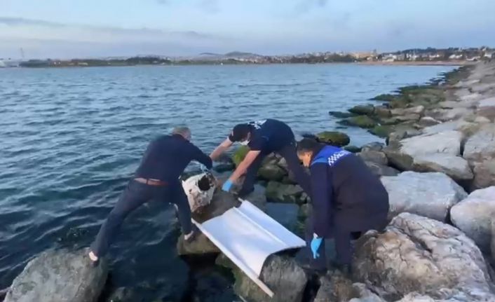 İzmit Körfezi’ne 50 yıl sonra dev orkinos balığı vurdu