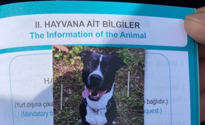 Kartal’da keçiyi telef eden pitbull cinsi köpek yakalandı
