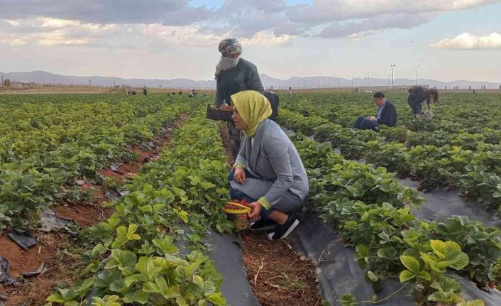 Kızıltepe’de çilek hasadı yapıldı