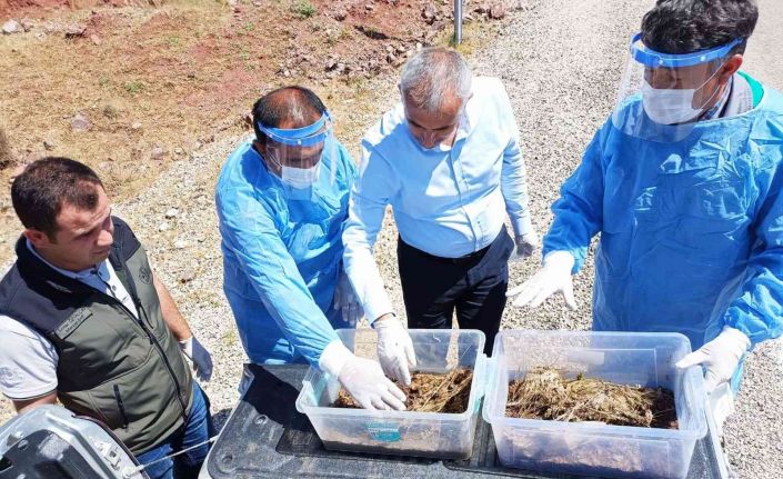 Kumluca’da zararlı böceklere karşı 7 bin 200 adet yararlı böcek doğaya bırakıldı