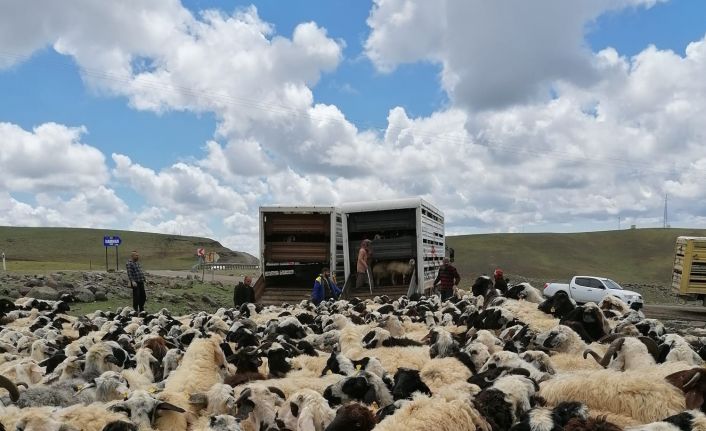 Muhtarın öldürüldüğü sürü kavgası sonrası 4 bin 500 küçükbaş ilçe dışına taşındı
